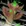 Node 103627