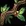 Regeneratives Herzholz