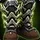 Breakwater Boots