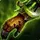 Skulking Viper's Hidepiercers