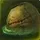 Rotting Globule