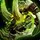 Jaws of the Skulking Viper