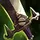 Executioner's Calling