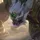 Malphite