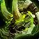Jaws of the Skulking Viper