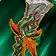 Aln'hara Pikestaff